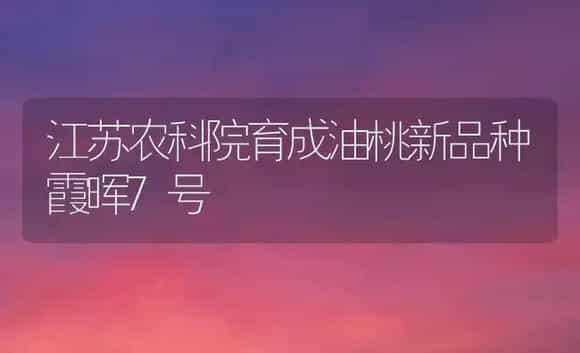 江苏农科院育成油桃新品种霞晖7号 | 植物百科
