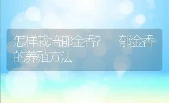 怎样栽培郁金香? 郁金香的养殖方法 | 植物科普