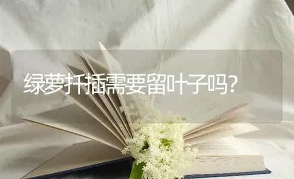 绿萝扦插需要留叶子吗? | 植物问答