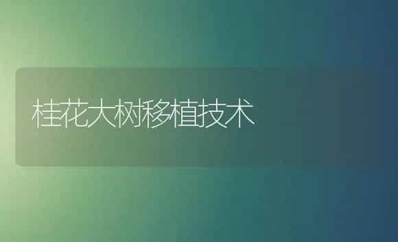 桂花大树移植技术 | 植物科普