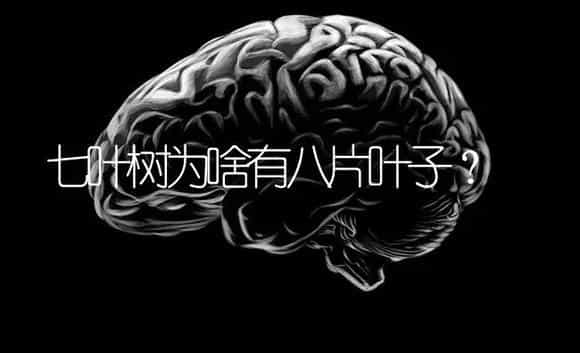 七叶树为啥有八片叶子? | 植物问答
