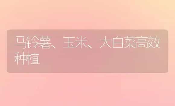 马铃薯、玉米、大白菜高效种植 | 植物百科