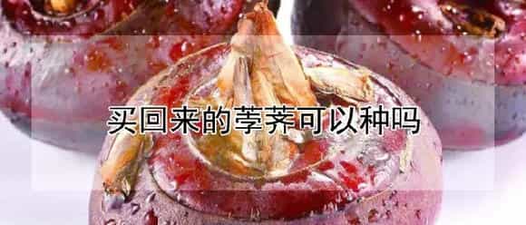 买回来的荸荠可以种吗