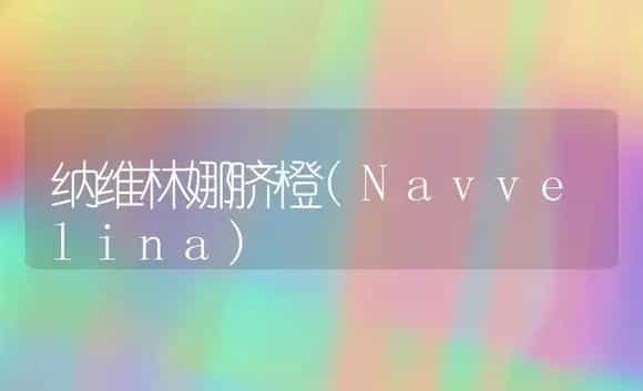纳维林娜脐橙(Navvelina) | 植物科普