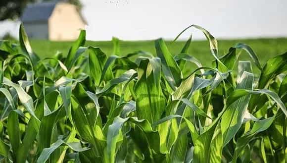 2018种玉米赚钱吗?玉米种植的利润与投资成本及前景预测