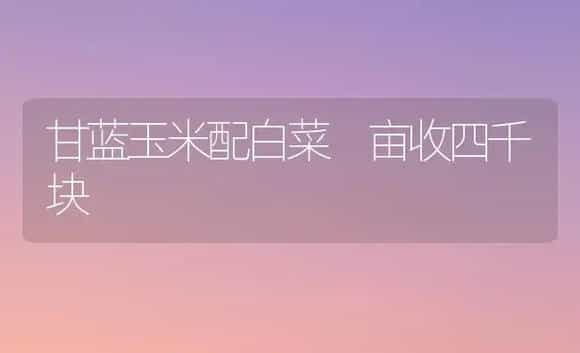 甘蓝玉米配白菜 亩收四千块 | 植物科普