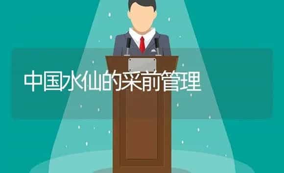 中国水仙的采前管理 | 植物科普