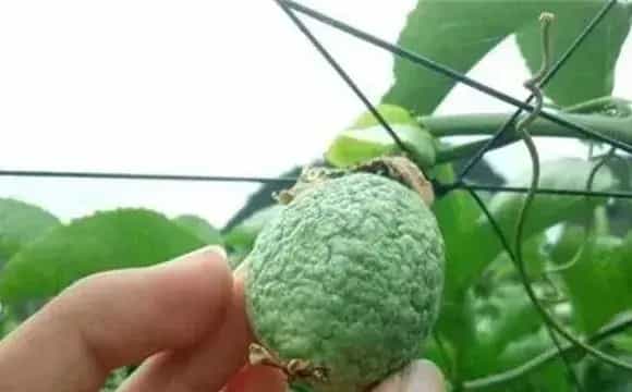 百香果皱果原因及挽救措施