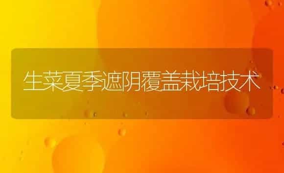 生菜夏季遮阴覆盖栽培技术 | 植物科普