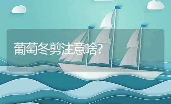 葡萄冬剪注意啥？ | 植物资料