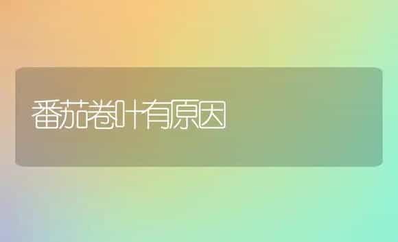 番茄卷叶有原因 | 植物科普