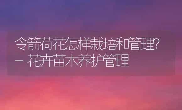 令箭荷花怎样栽培和管理?-花卉苗木养护管理 | 植物科普