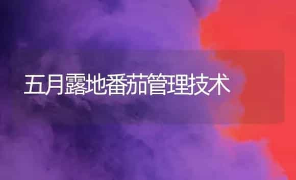 五月露地番茄管理技术 | 植物科普