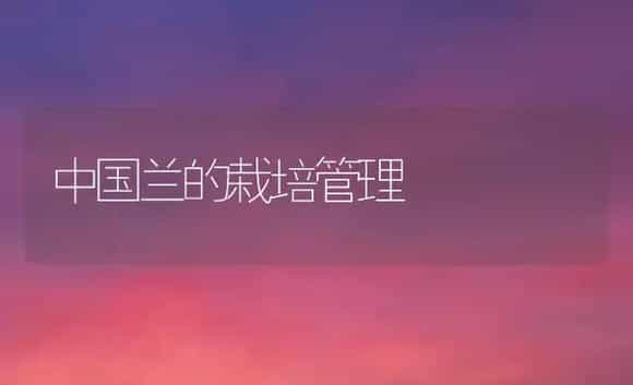 中国兰的栽培管理 | 植物科普