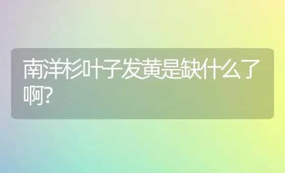 南洋杉叶子发黄是缺什么了啊？ | 植物问答
