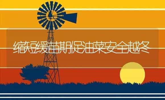 缩短缓苗期促油菜安全越冬 | 植物资料