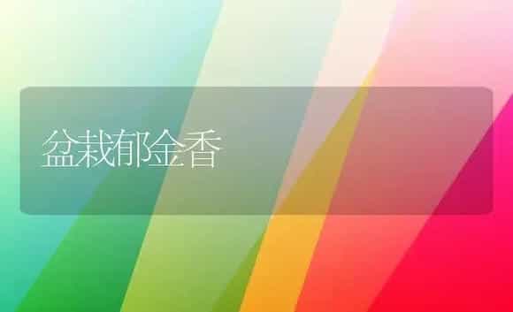 盆栽郁金香 | 植物科普