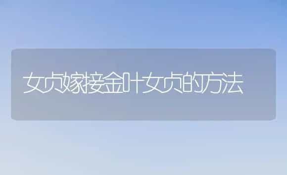 女贞嫁接金叶女贞的方法 | 植物科普