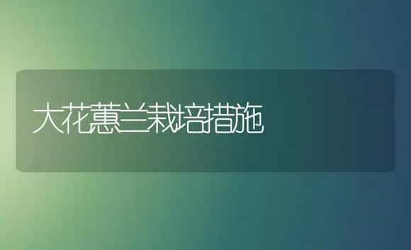 大花蕙兰栽培措施 | 植物知识