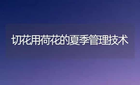切花用荷花的夏季管理技术 | 植物科普