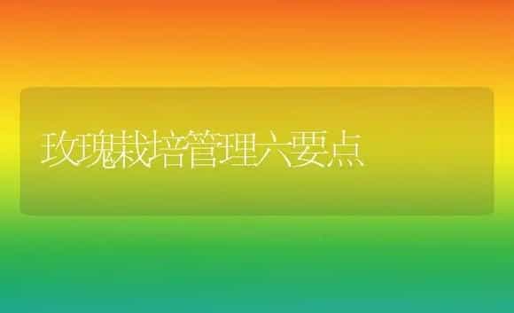 玫瑰栽培管理六要点 | 植物科普