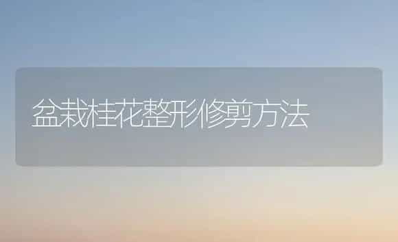 盆栽桂花整形修剪方法 | 植物科普