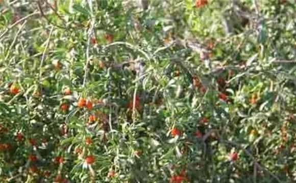 枸杞蚜虫怎么防治？出现了怎么办