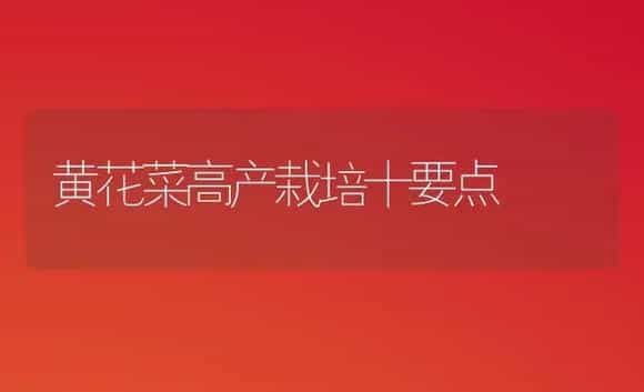 黄花菜高产栽培十要点 | 植物科普