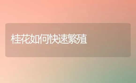 桂花如何快速繁殖 | 植物科普
