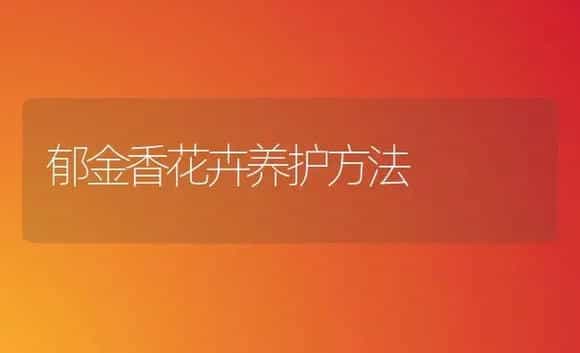 郁金香花卉养护方法 | 植物科普