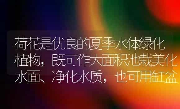 荷花是优良的夏季水体绿化植物,既可作大面积池栽美化水面、净化水质,也可用缸盆栽植,摆放于庭院、亭榭等处装饰环境,更可以用碗栽植点缀家居。 | 植物科普