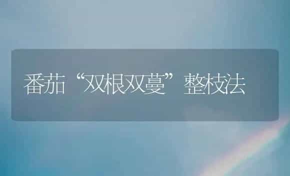 番茄“双根双蔓”整枝法 | 植物科普