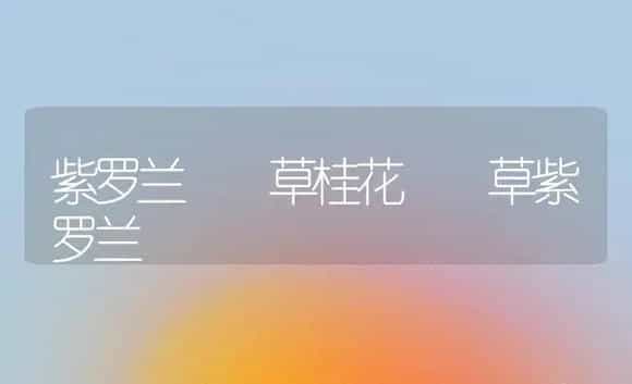 紫罗兰 草桂花 草紫罗兰 | 植物科普
