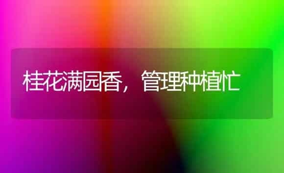 桂花满园香,管理种植忙 | 植物科普
