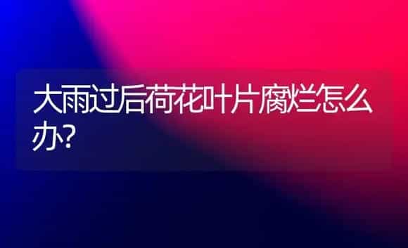 大雨过后荷花叶片腐烂怎么办? | 植物科普