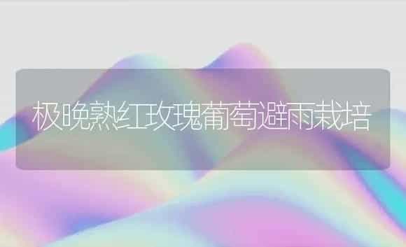 极晚熟红玫瑰葡萄避雨栽培 | 植物科普