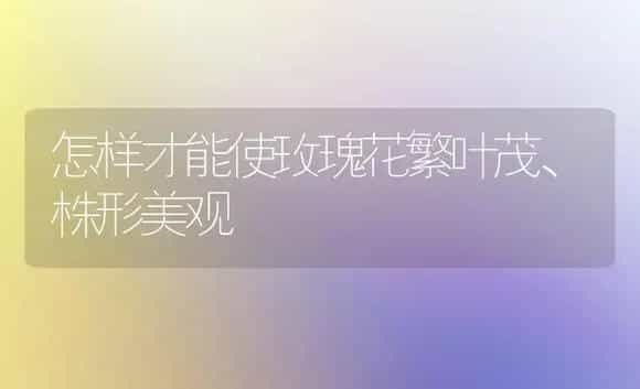 怎样才能使玫瑰花繁叶茂、株形美观 | 植物科普