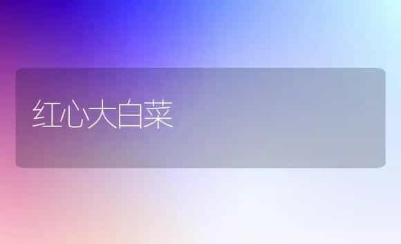 红心大白菜 | 植物科普
