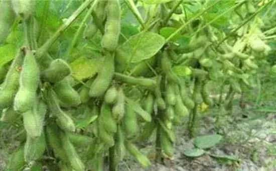 大豆种植如何预防花荚脱落？做好这些管理能减少损失！