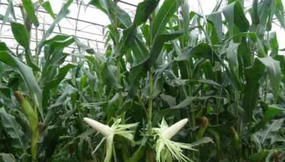 粘玉米种植时间