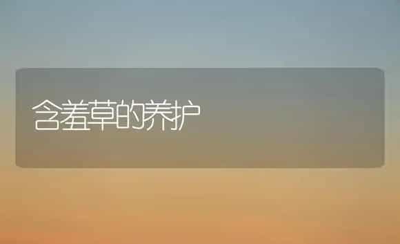 含羞草的养护 | 植物科普