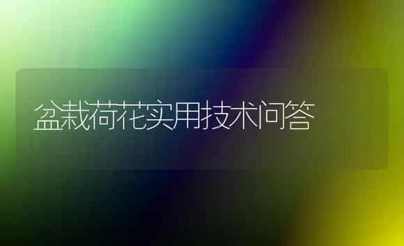 盆栽荷花实用技术问答 | 植物科普