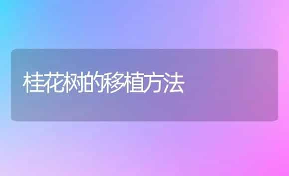 桂花树的移植方法 | 植物科普