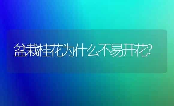 盆栽桂花为什么不易开花? | 植物科普
