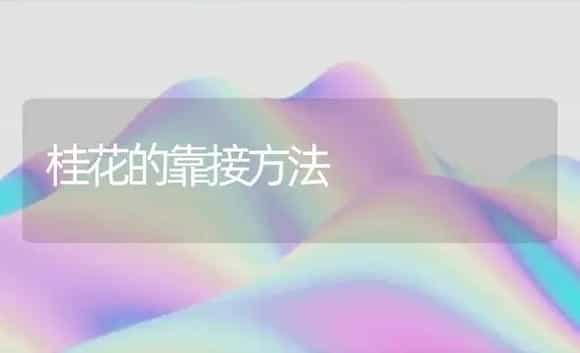 桂花的靠接方法 | 植物科普