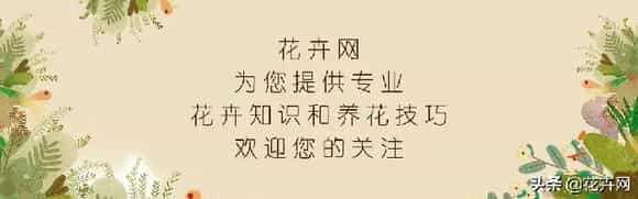 卫生间里适合养哪些植物？