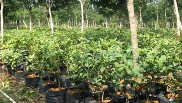桂味荔枝苗价格多少钱一棵