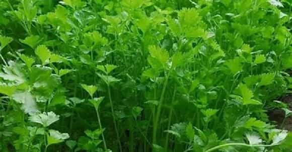 如何在家种香菜？