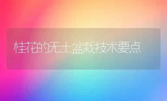 桂花的无土盆栽技术要点 | 植物科普