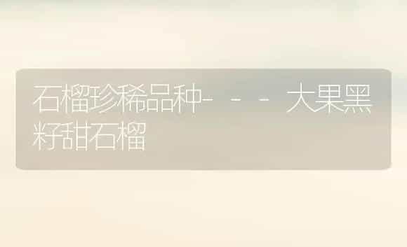 石榴珍稀品种---大果黑籽甜石榴 | 植物科普